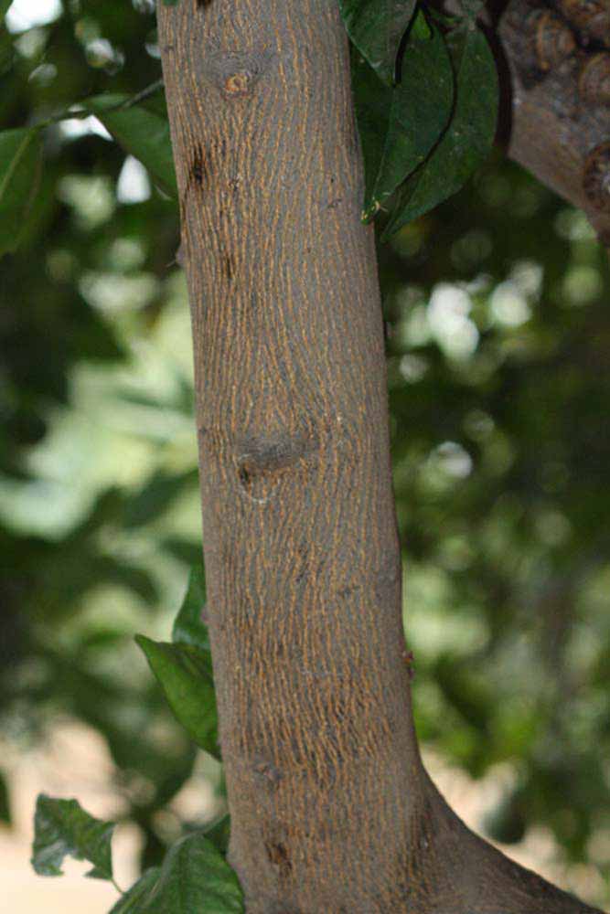            Bark (Riverside, CA)   